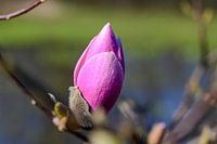 Magnolia Flower in Rivierenhof, Deurne, Antwerp