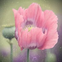 Mohn