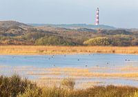 L'aube dans les dunes - Natural Ameland