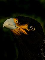 Malouines Caracara