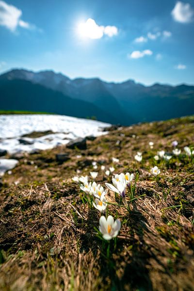Crocuses over the Kleinwalsertal Alps by Leo Schindzielorz