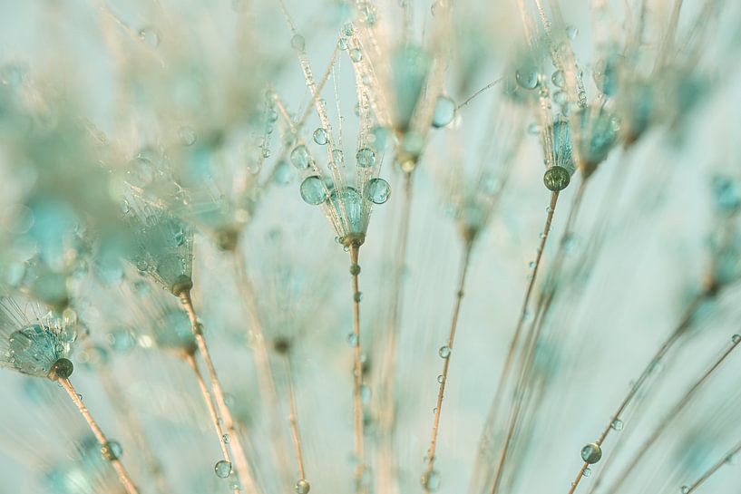 Sanfte Pastellfarben: Tropfen auf dem Löwenzahn von Marjolijn van den Berg