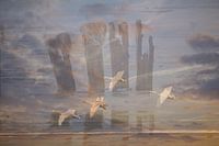 Schwäne für immer verbunden