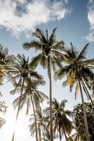 Palmiers tropicaux s'étendant jusqu'au ciel bleu