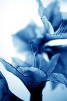 Amaryllis 10 - somptueux et écrasant