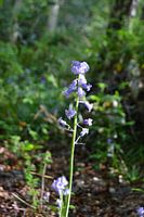 Hyazinthe in der Sonne