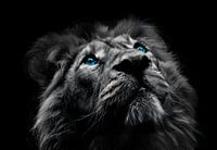 The eyes of a lion