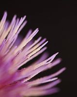 Chardon pourpre macrophotographie gros plan détails artistiques