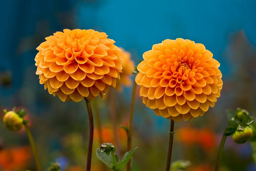 Dhalias par Greetje van Son