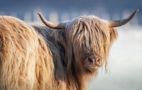 Scottish Highlander