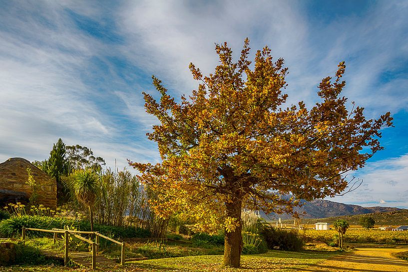 Herbstbaum auf einem Weinberg in Cederbergen, Südafrika von Theo Molenaar