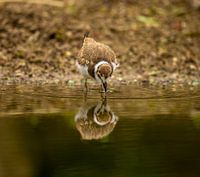 mirror mirror on the wall, who is the most beautiful in the country?