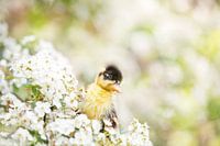 Duckling in the blossom