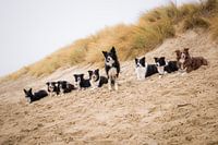 Group photo border collies dune edge