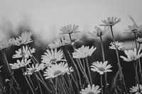 Gänseblümchen auf dem Feld