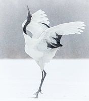 Dansende Japanse kraanvogel