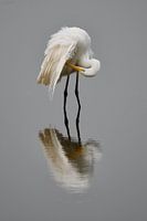 Egret