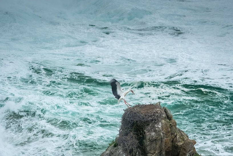 Storch landet auf seinem Nest am Cabo Sardao von Detlef Hansmann Photography