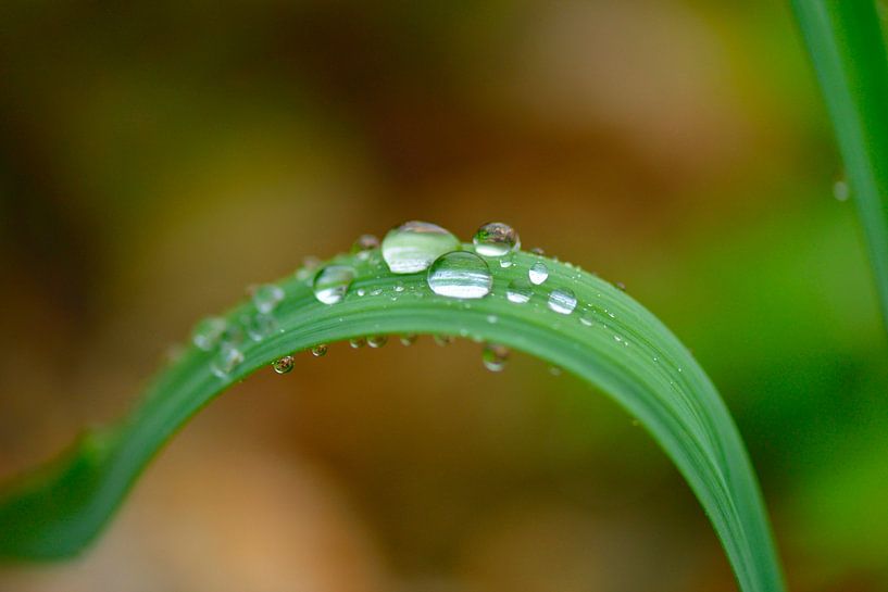 Regentropfen von Karin Jähne