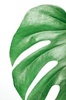 Monstera Deliciosa | Kunstdruck Pflanze |