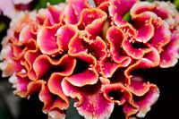 Fleur de corail rose avec bordure jaune