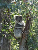 koala