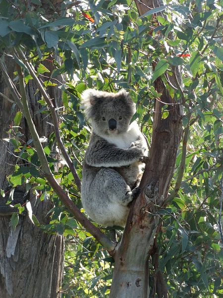 koala von Elise Aaftink