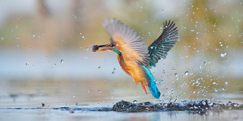Kingfisher - panorama by Kingfisher.photo - Corné van Oosterhout