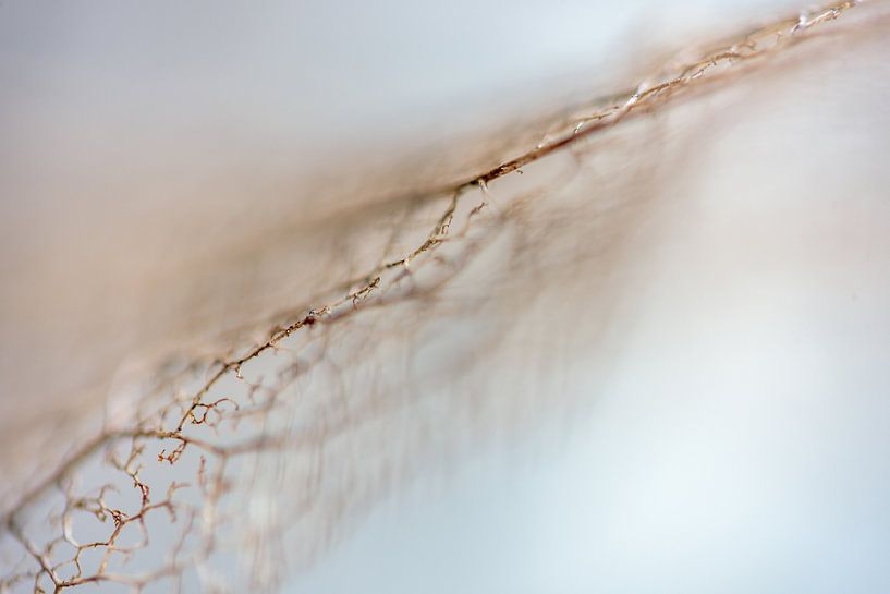 lace from the nature by Alexandra Bijl