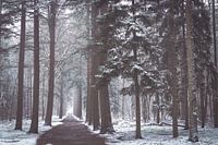 Zeister Wald im Schnee. Winter 2021