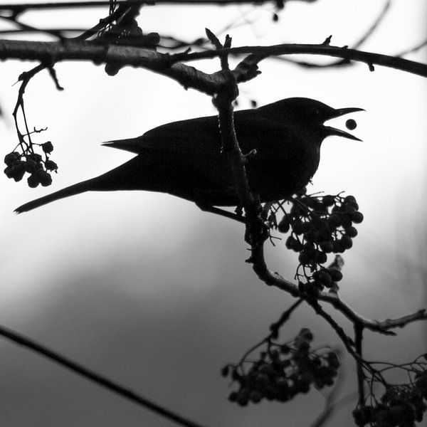 A blackbird catches a berry (silhouette) by Fotografie Jeronimo
