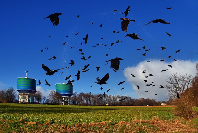 Wasserkrähen von Edgar Schermaul