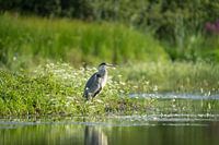 Le héron bleu dans le soleil du matin