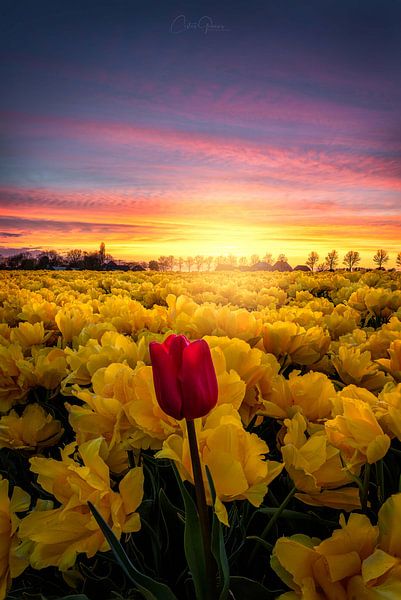 Die Schönheit des Andersseins von Costas Ganasos