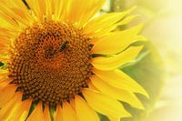 Sunflower with bee on a beautiful summer day