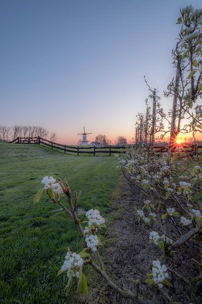 Fleurir avec le moulin à vent Le papillon dans la Betuwe par Moetwil en van Dijk - Fotografie