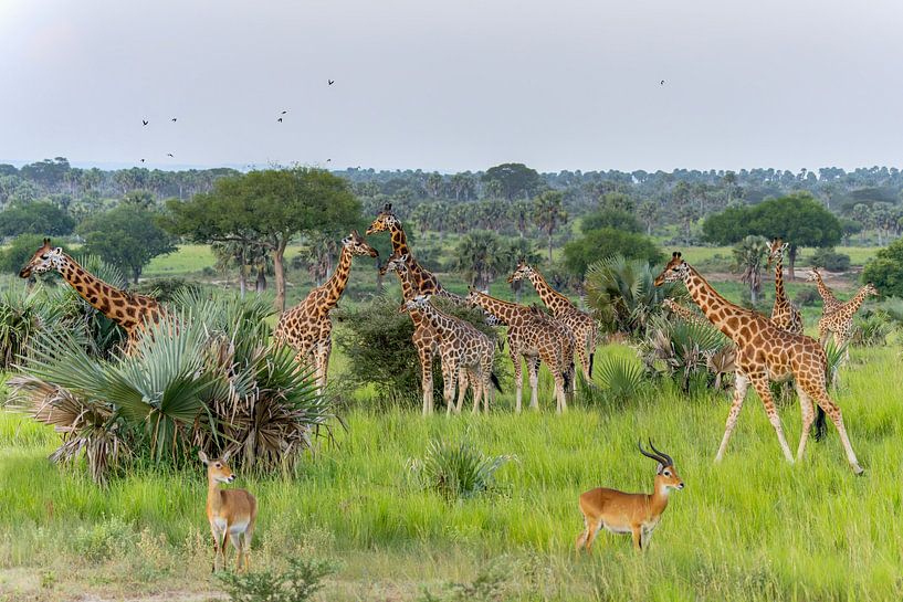 Safari, Landschaft voller Giraffen. von Albert Beukhof