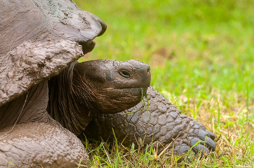 Galapagosreuzenschildpad von Maarten Verhees