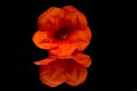 Produktfotografie Blume im Spiegel