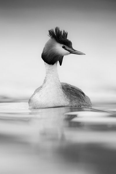 Haubentaucher ( Podiceps cristatus ), Schwarz-Weiß Fotografie by wunderbare Erde