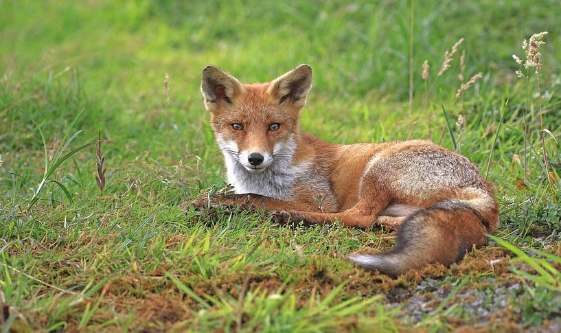 Vos liggend in het gras par Michel de Beer