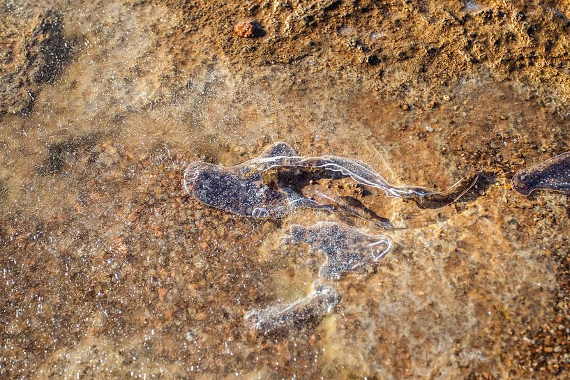 Island von Eric van Nieuwland