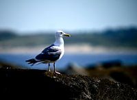 Mouette