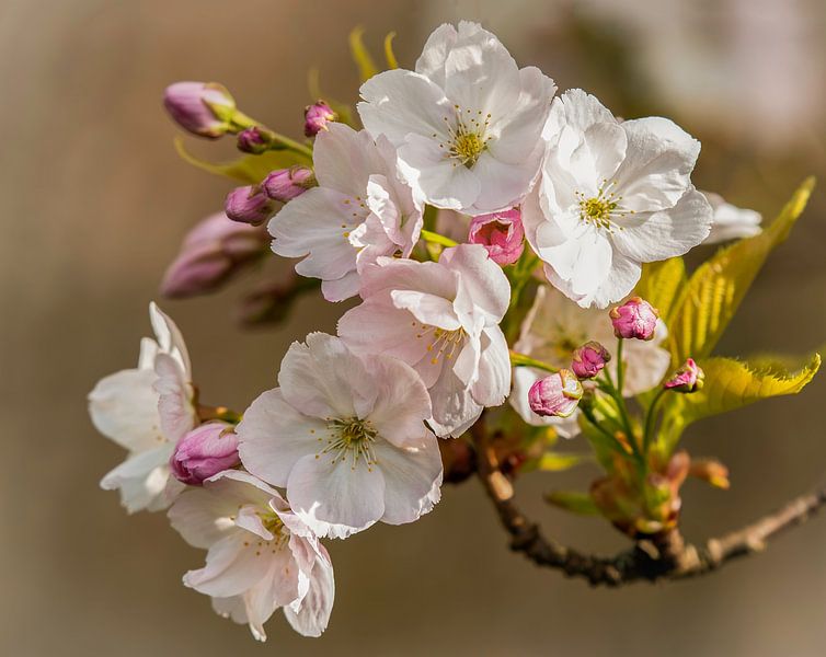 Fleur de rose par By Marjolein Design