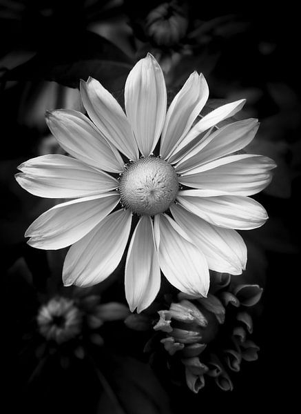 Rudbeckia hirta von Nanouk el Gamal - Wijchers (Photonook)