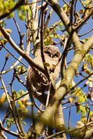 Junger Waldkauz im Geäst