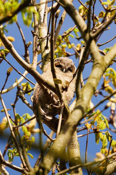 Junger Waldkauz im Geäst von Roland Vaandrager
