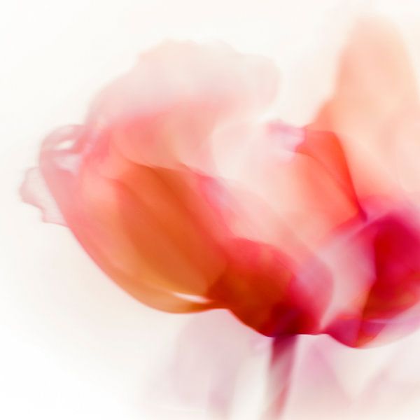 La Tulipe von Paula van den Akker