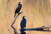 Kormoran mit orangefarbener Wasserreflexion