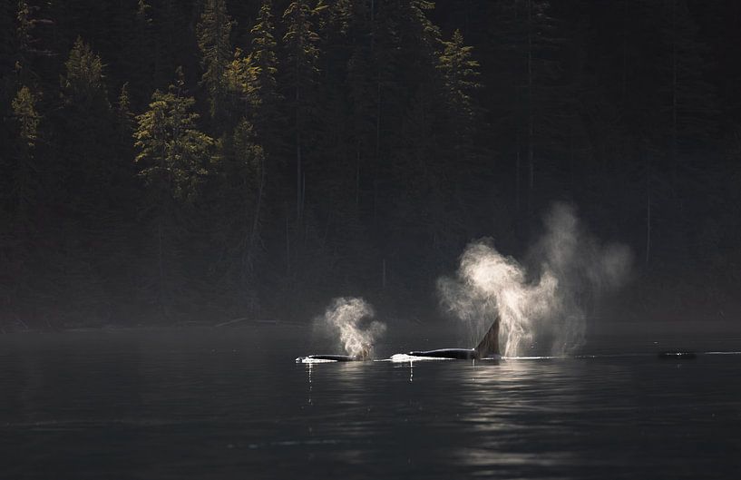 Orcas in magischem Licht von Peter van der Horst